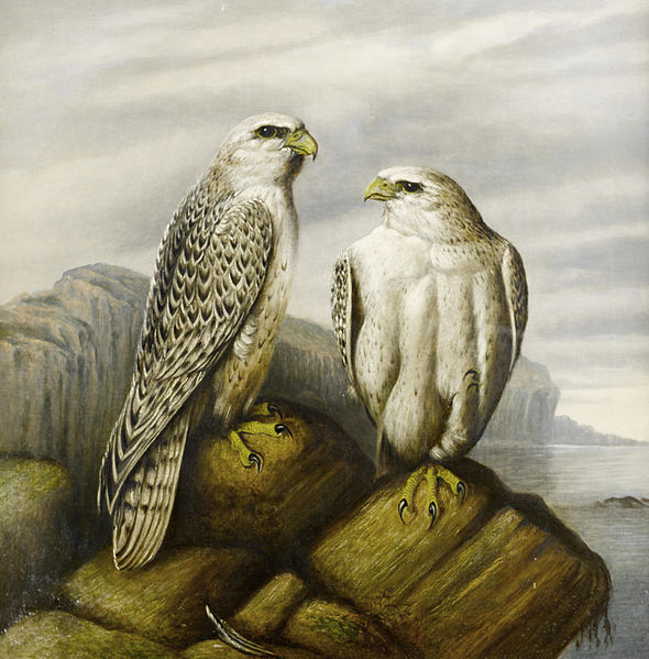 Gyr falcons on a rocky ledge